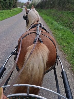 les-attelages-des-cuirassiers-balade1h-decouverte-image1